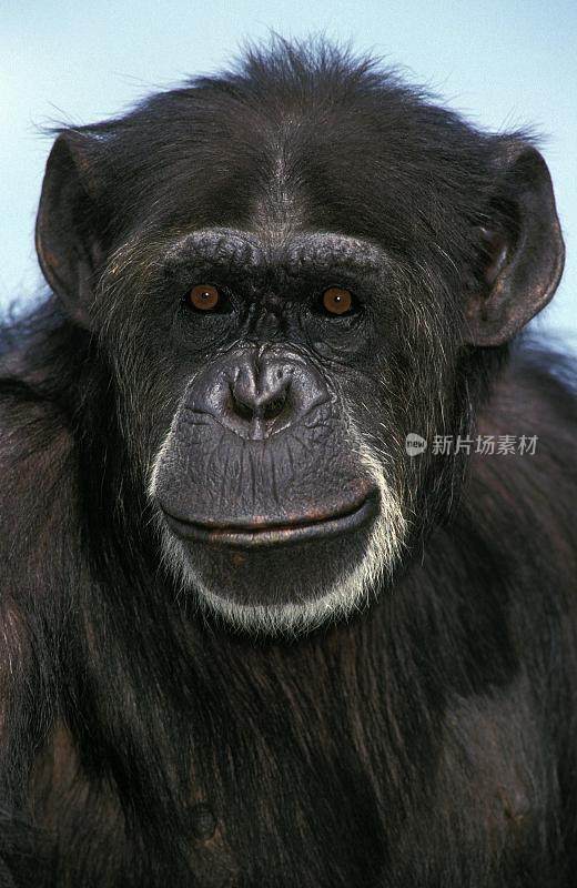 Chimpanzee, pan troglodytes, Portrait of Male